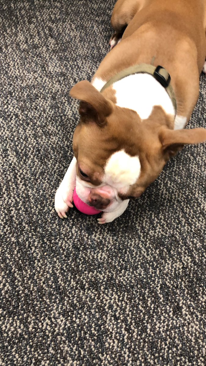 mQWaffles's tweet photo. Someone got a new ratchet ball today! https://t.co/RpSL5mp2aN