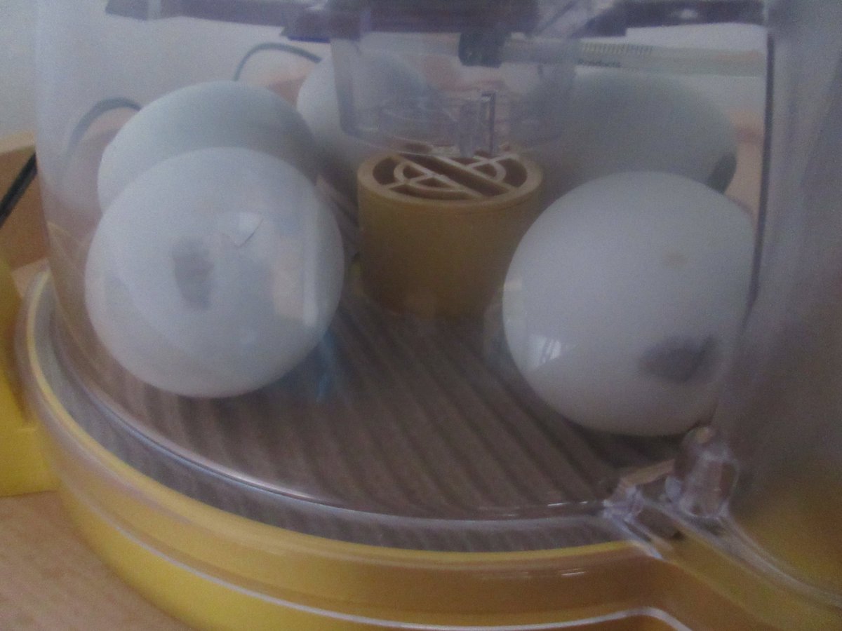 TheMallPrePrep's tweet photo. Duckling eggs update day two and we have some cracking, some egg wobbling and when the boys are very quiet a little bit of cheeping 🥚🦆 #stilleggxtremlyeggxcited #LifeatthePrePrep https://t.co/jLupw4CQFv