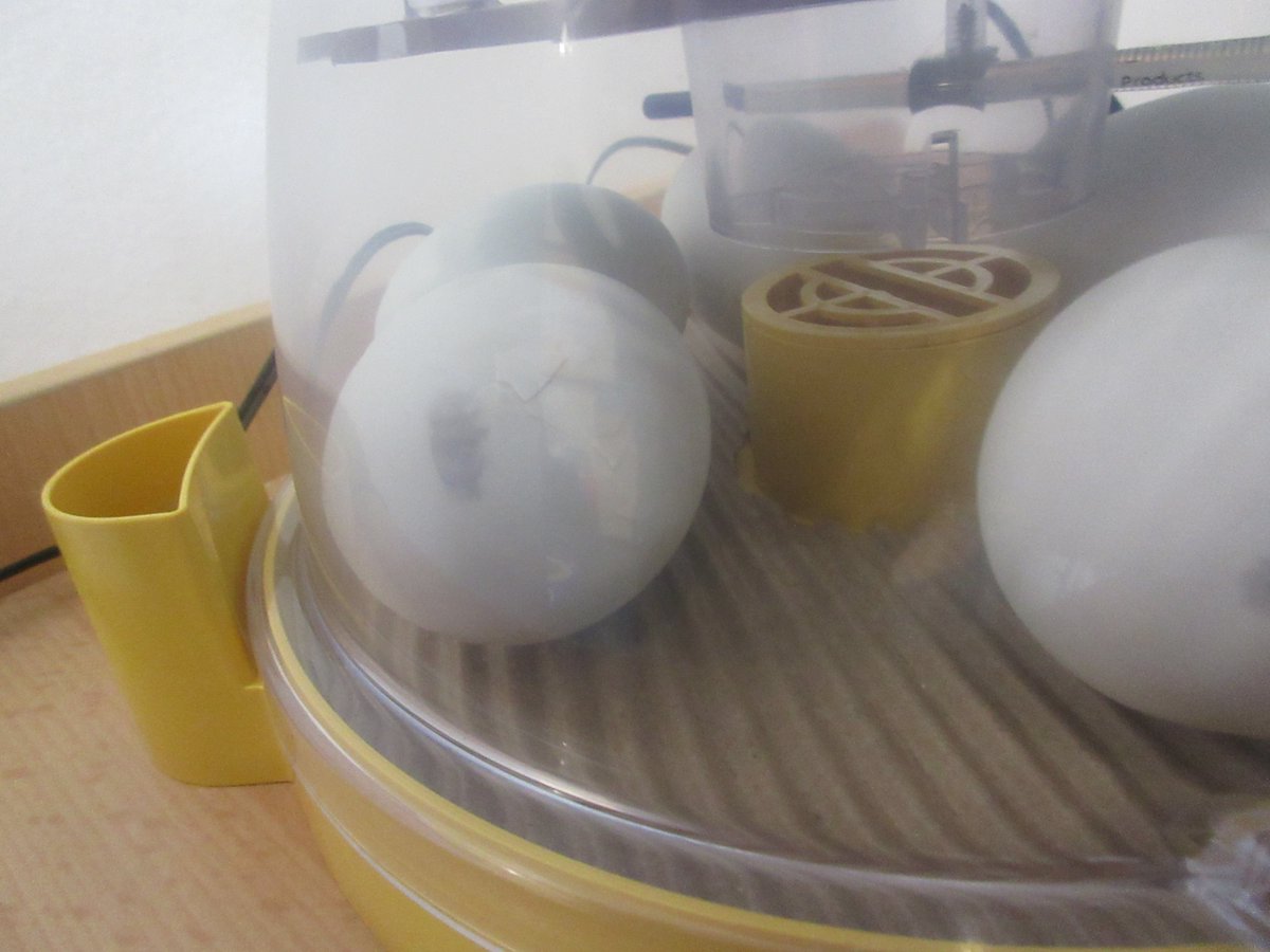 TheMallPrePrep's tweet photo. Duckling eggs update day two and we have some cracking, some egg wobbling and when the boys are very quiet a little bit of cheeping 🥚🦆 #stilleggxtremlyeggxcited #LifeatthePrePrep https://t.co/jLupw4CQFv