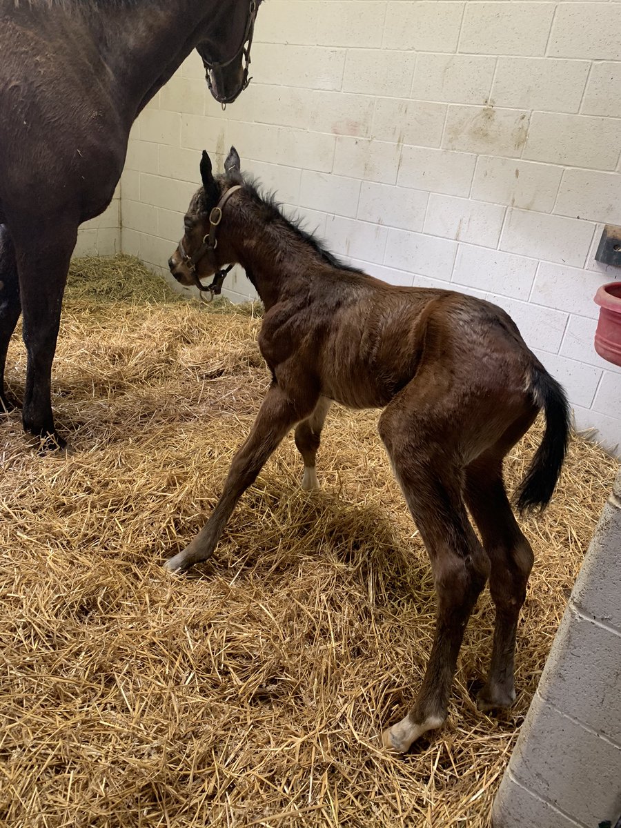 A nice Lookin At Lucky colt makes it four foals in less then 24 hours! @coolmoreamerica