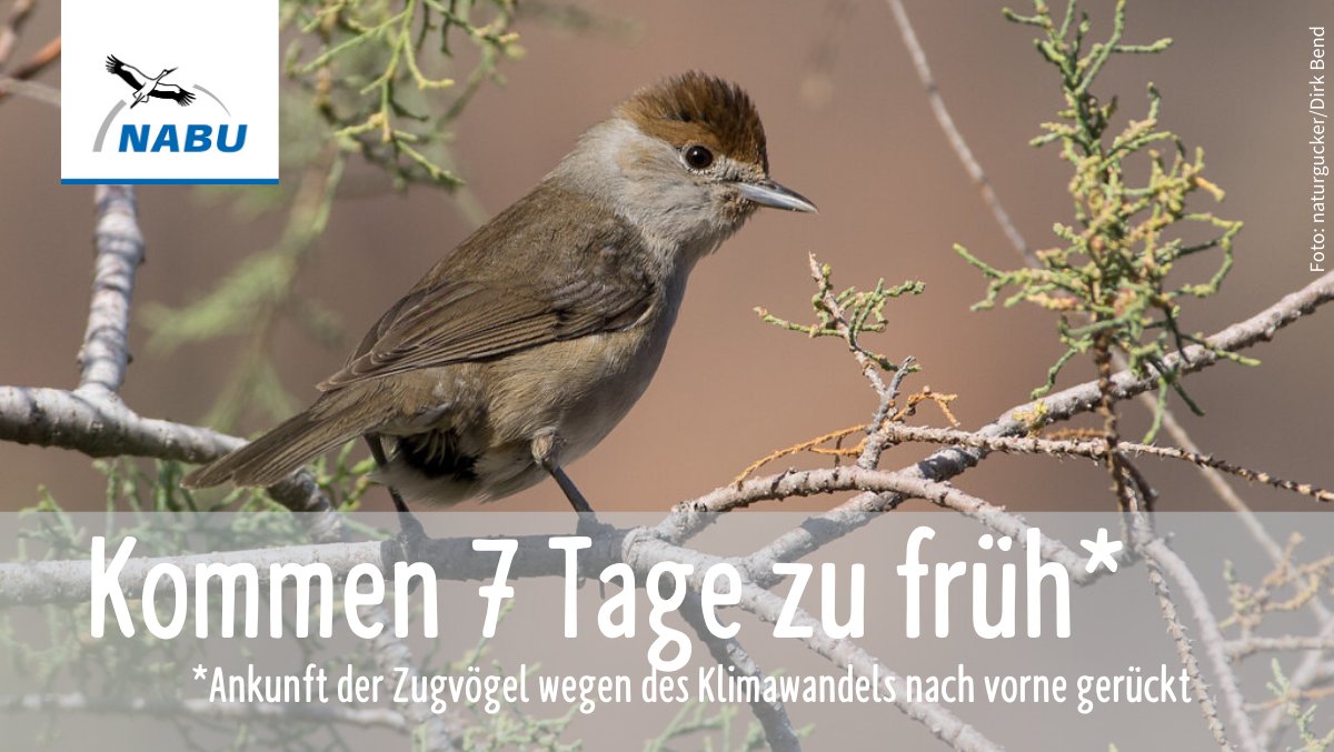 NABU_de's tweet photo. Zahl des Monats: Sieben Tage sind Zugvögel im Durchschnitt früher wieder da. Seit 1959 ist die Ankunft der #Zugvögel in Europa und Nordamerika wegen des #Klimawandels nach vorne gerückt. Die Mönchsgrasmücke ist zum Beispiel 19 Tage früher dran. https://t.co/z8S1LYmPuJ