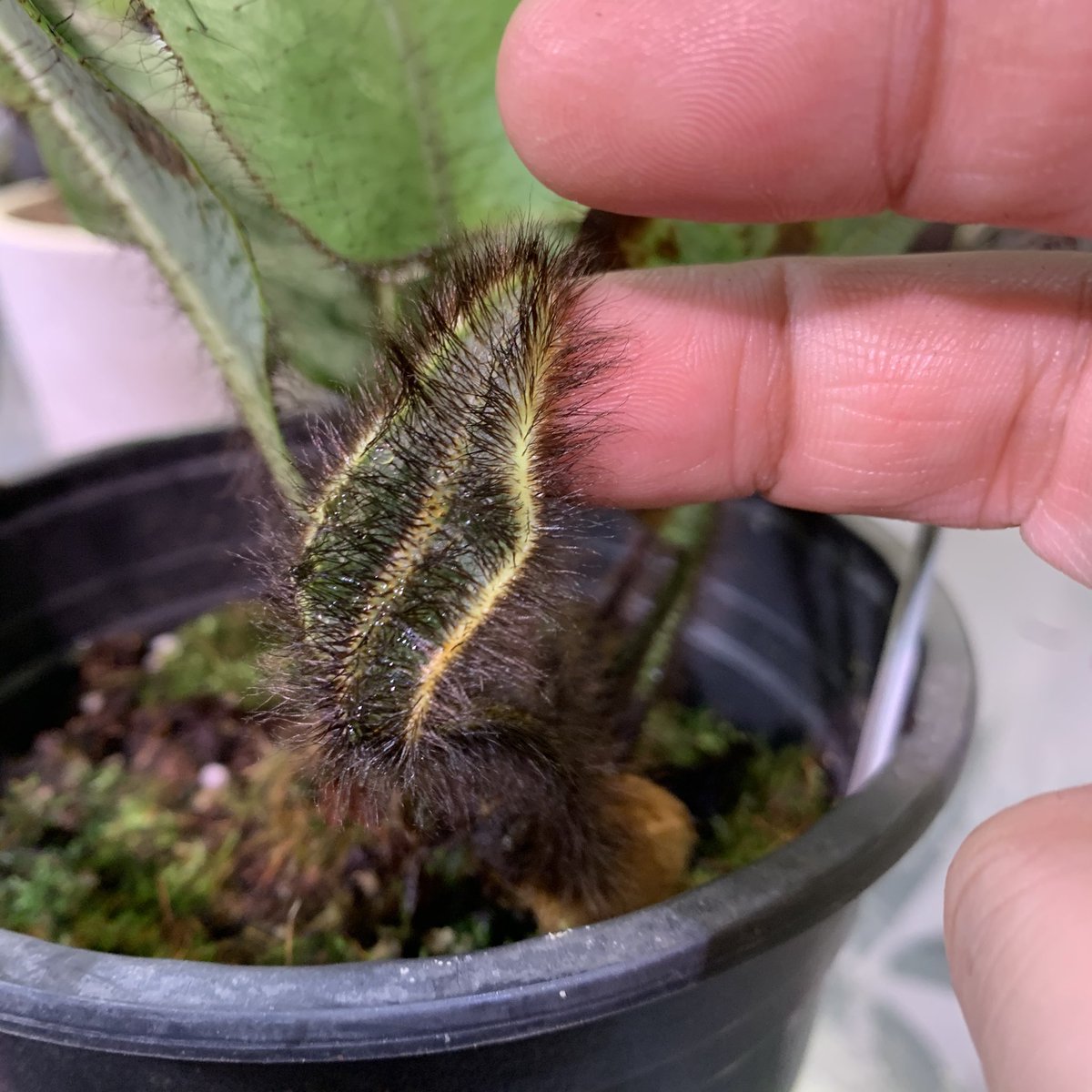 crazy_clever_s's tweet photo. #Elaphoglossum #crinitum
#STRINGPLANTS #シダ植物
モケモケの胞子葉🌿✨🤞 https://t.co/uUncRQaUEf