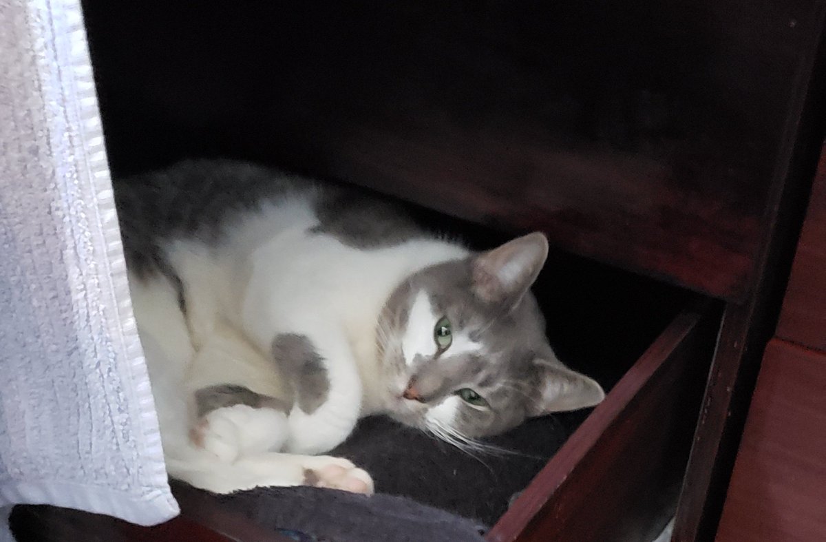 MariMendHer's tweet photo. Heres a picture of lily sleeping in one of the drawers. Does she care that drawers are used to store clean clothes? Nope.
What she does care about is the future of this country and she wants you to know that she endorses @BernieSanders
#CatsForBernie https://t.co/K3a0zga0PP