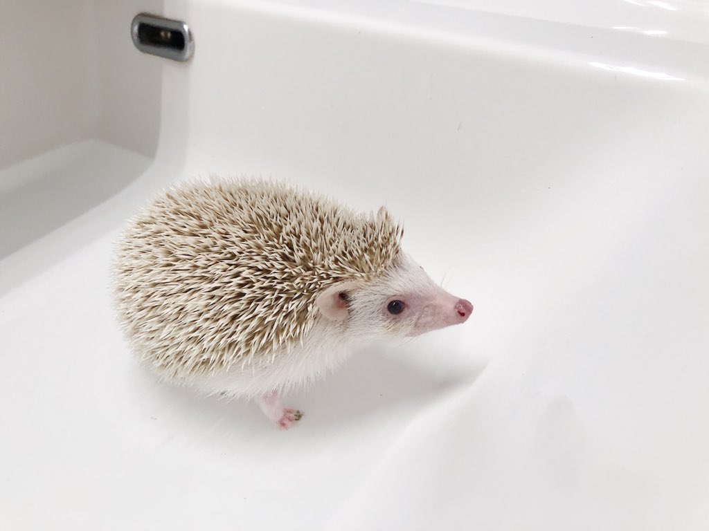 年3月3日 マツコの知らない世界で ハリネズミ が話題に トレンドアットtv