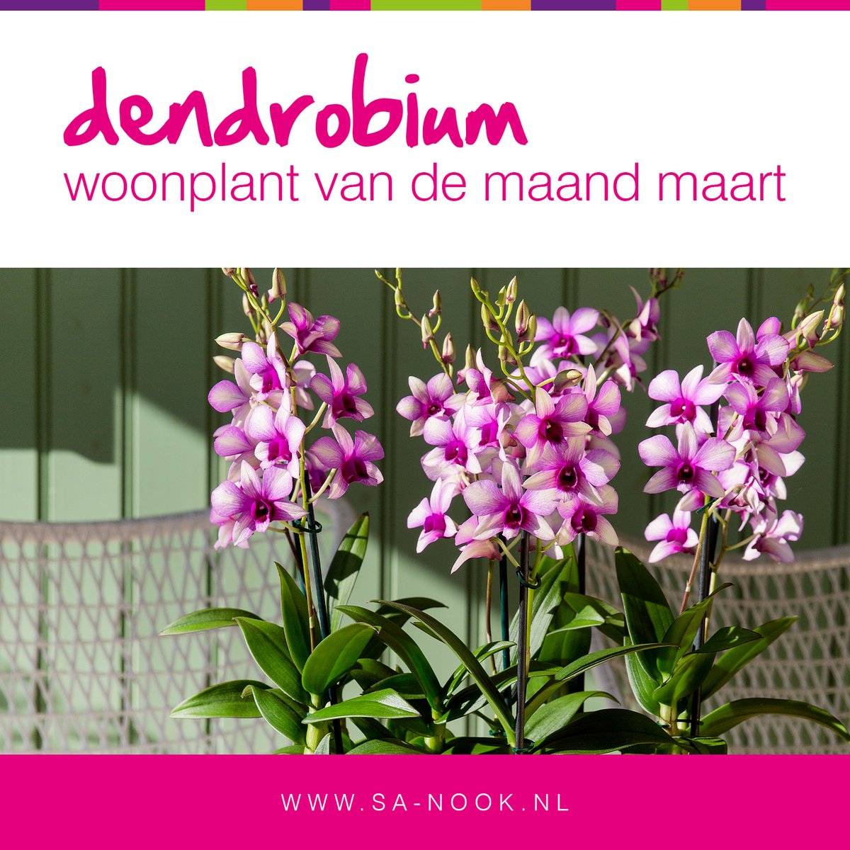 Wist u dat Dendrobium woonplant van de maand is? Daar zijn wij best een beetje trots op! 

Benieuwd naar ons Sa-nook Dendrobium assortiment? sa-nook.nl/nl/assortiment