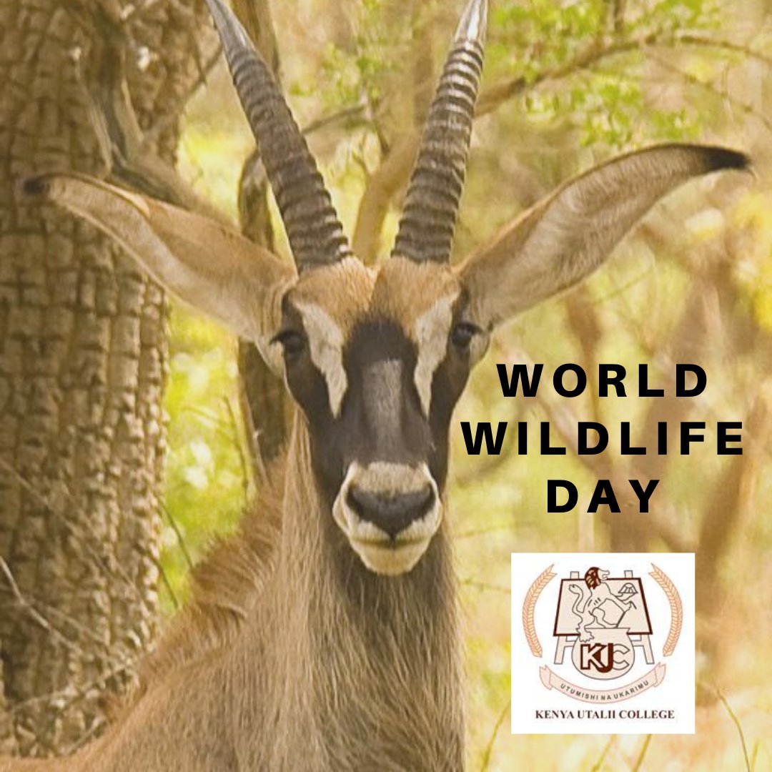 KenyaUtalii's tweet photo. #WorldWildlifeDay Lets protect the Roan antelope from further population decline. #SaveTheRoan #KenyaUtalii
#WorldWildlifeDay2020 @Min_TourismKE @kwskenya
Photo: Courtesy @AWF_Official https://t.co/SmbhkuJusV