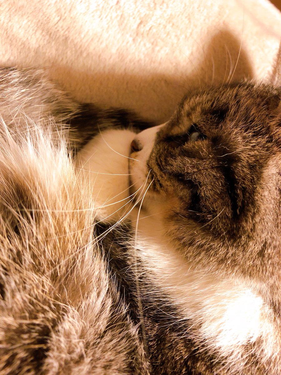 今日の世界一かわいい猫あんよ選手権 前足で口を隠す猫 くさおのイラスト