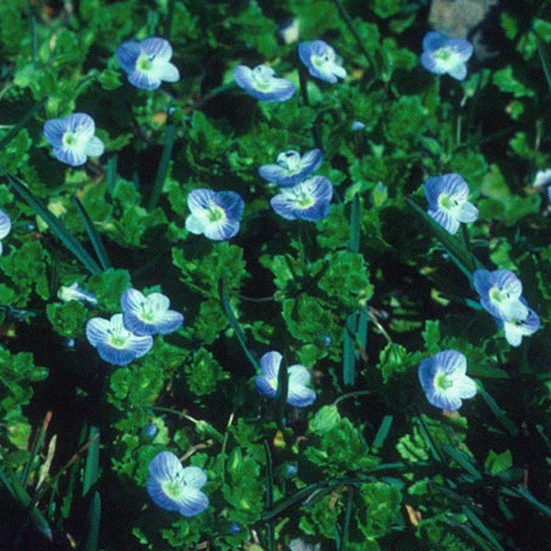 scnjrmg's tweet photo. Do you know your weeds? 🍃🌱

From Wild Grape to Whitlowgrass, Tree of Heaven to Trumpetcreeper, this is an extremely useful list compiled by Rutgers NJAES:
https://t.co/5NJ7pJF7T8

#garden #plants #gardens #gardenlife #nature #instagarden #green #growsomethinggreen #plant https://t.co/5jP4DY3muq