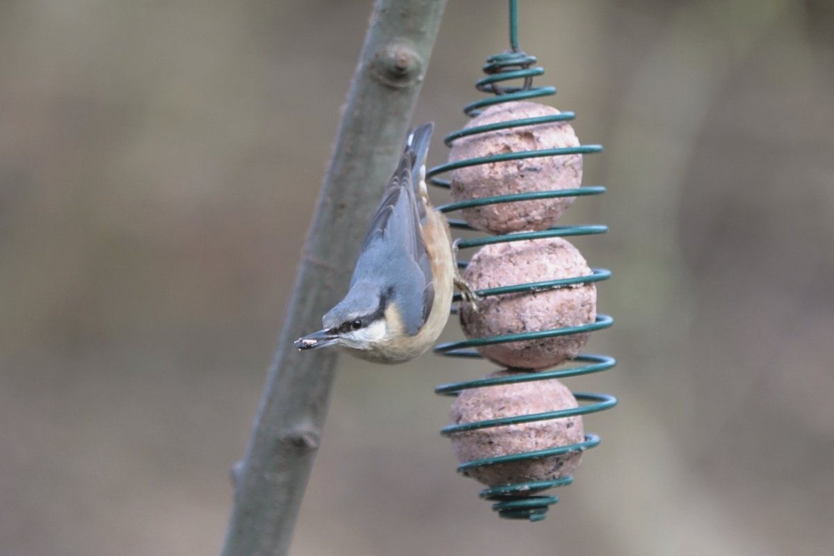 VolumeLtd's tweet photo. Just outside our office window we have a range of beautiful wildlife! Here are a few of our favourites... 🐦#WorldWildlifeDay #FeedTheBirds #LifeAtVolume https://t.co/ZFMoMlABVd