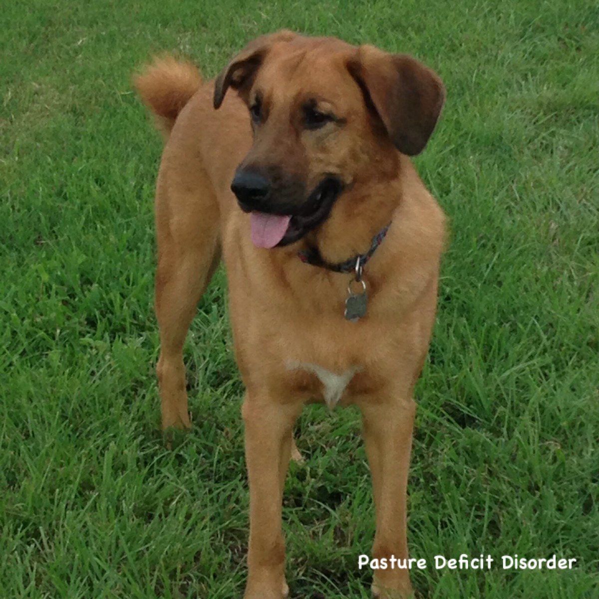 It’s Cisco’s 8th birthday! 🐾 ❤️❤️❤️❤️❤️❤️❤️❤️
#ciscointhepasture #thislifeinthepasture #thislifewithdogs #dogs #furkids