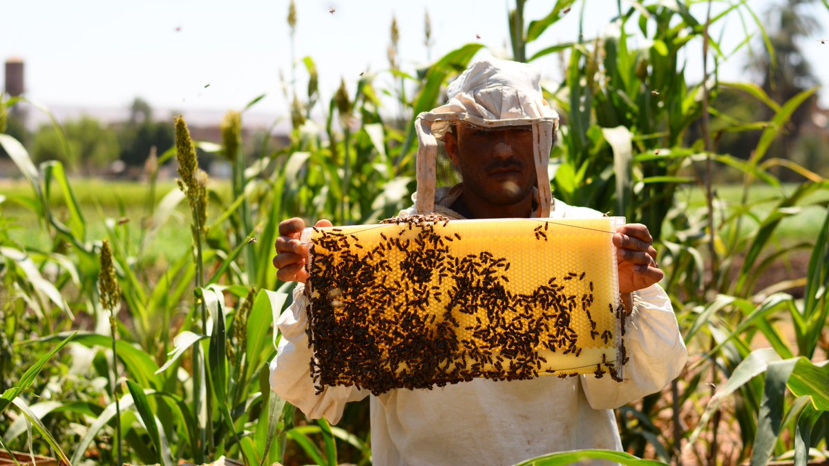 enactus's tweet photo. World Wildlife Day celebrates sustaining all animal and plant life on earth. 3D Bee created by Enactus Sohag University of @EnactusEgypt uses a cost-effective, 3D-printed harvesting model for generating honey that focuses on saving bees' lives. Learn more: https://t.co/1TsCBgv4RB https://t.co/Uj8V35LPbQ