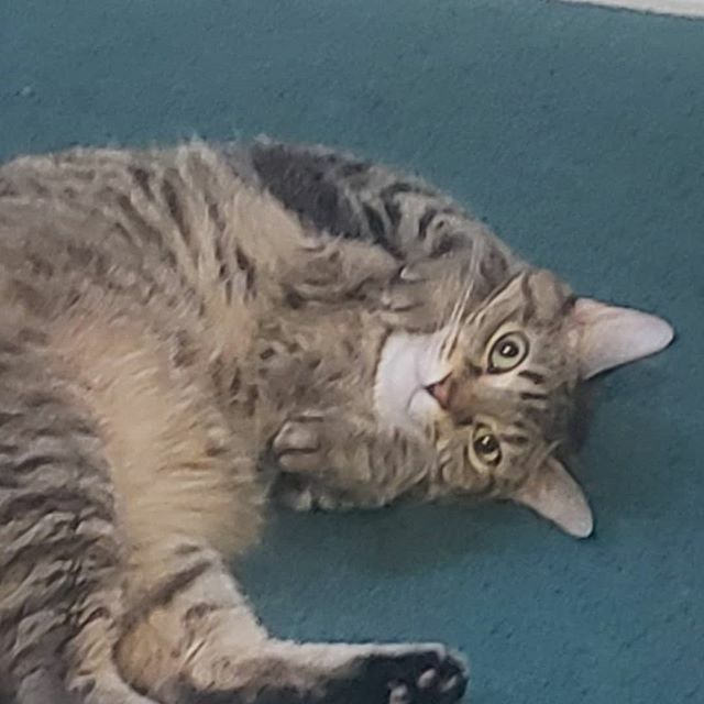 josh_windle's tweet photo. "You gonna pet me er what" -cat probably https://t.co/cYawWwwk0b https://t.co/evSo4S7178