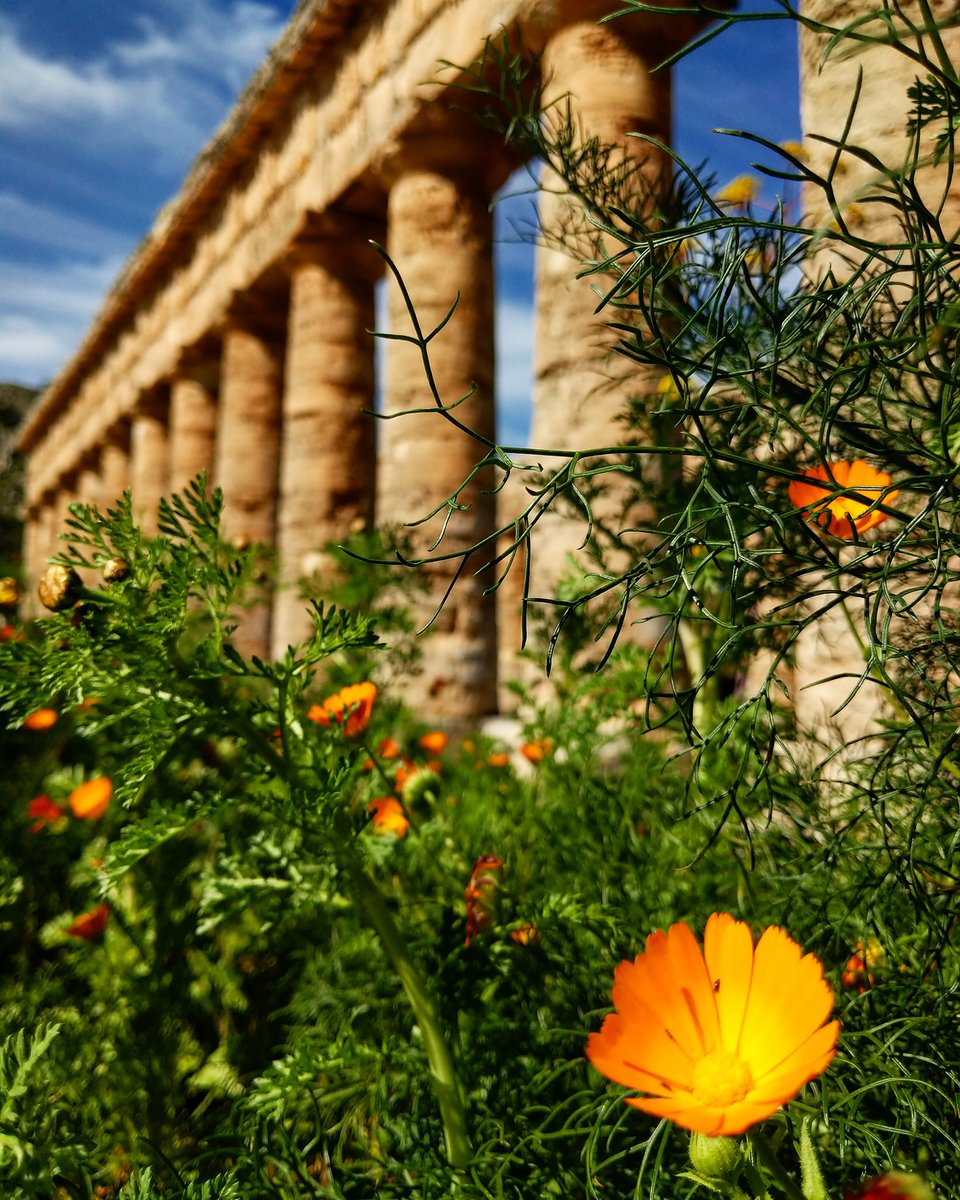 VisitSicilyOP's tweet photo. A #Segesta l'aria profuma di #Primavera.

📷 Milo Di Salvo 

https://t.co/DBKgwQHpKL
#visitsicilyinfo #archeologie #sicily #visitsicily https://t.co/L9YiIKjZjd