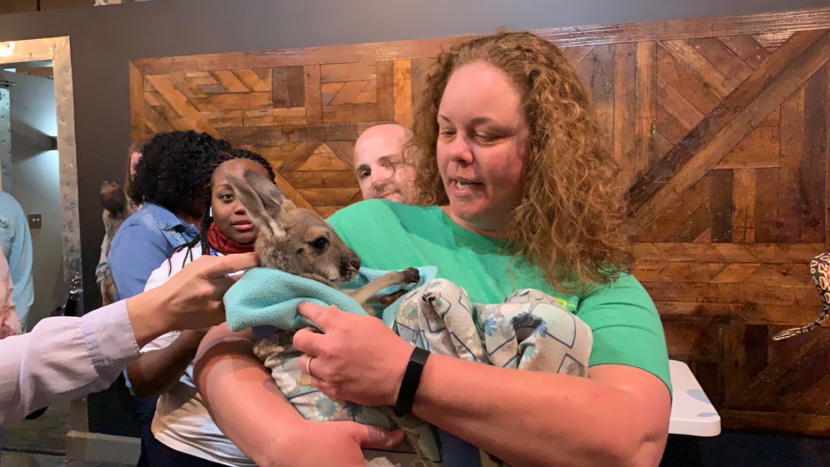 williamsfudge's tweet photo. We’re having a WILD time at the office today 😆🦥🦘🐍Thank you to @zootasticpark for another great surprise visit in honor of #WorldWildlifeDay! What is your favorite wildlife animal? #workplaygive #wildlife #zootastic #workplacefun https://t.co/39I0l180yO