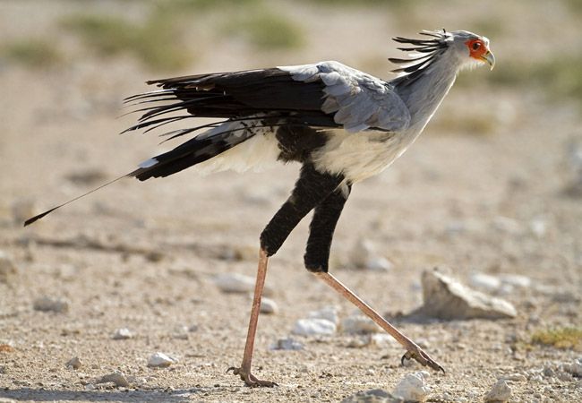 CCG_Trust's tweet photo. Is the secretary bird the key to saving East Africa's biodiversity?

A new study thinks so. Scientists compiled data on protected areas, human impacts &amp; the ranges of thousands of animals to identify new flagship species that could make a real difference.

https://t.co/rHhFjnYWew https://t.co/IK4zTBFGy9