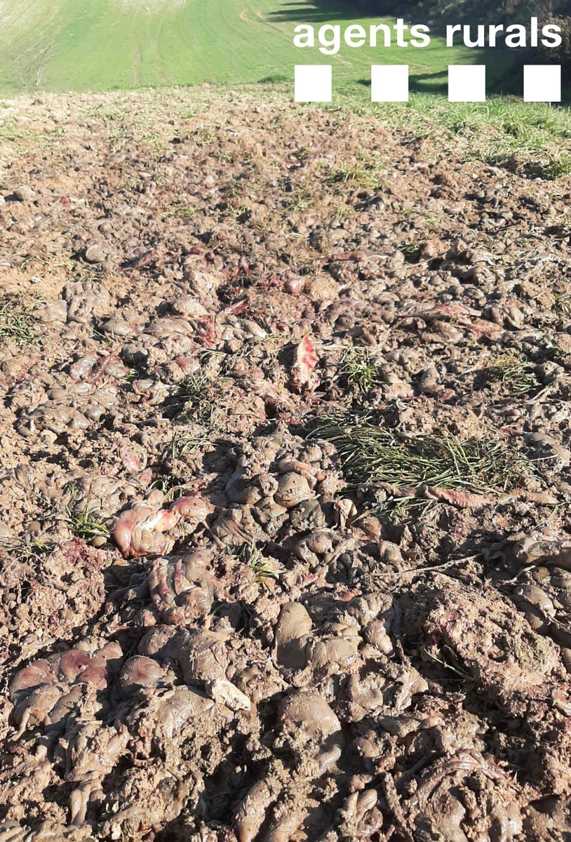 agentsruralscat's tweet photo. Aixequem acta a un escorxador de conills per abocar restes càrnies en una finca agrícola a #ArtesadeSegre https://t.co/akxibJ9Ez3
