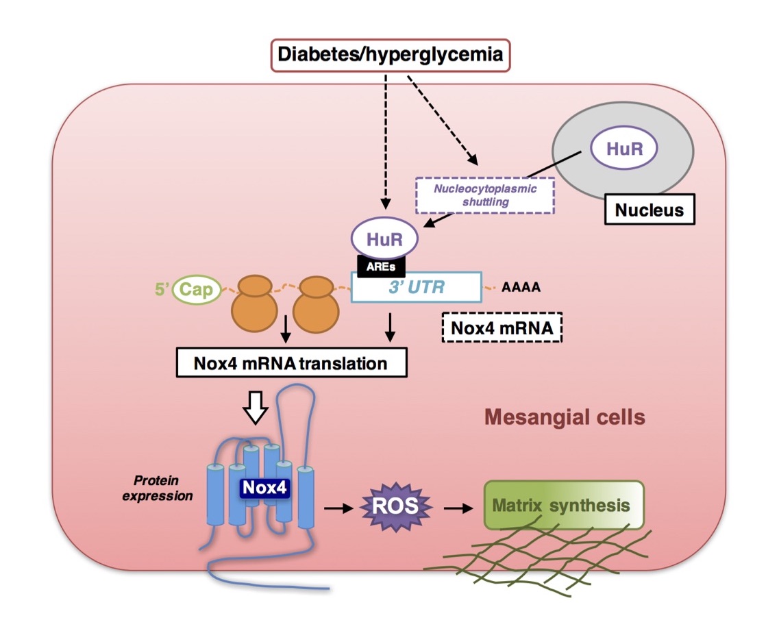 MolMetab's tweet photo. #HuR-mediated translational regulation of #Nox4 contributes to the pathogenesis of #fibrosis of the #glomerular microvascular bed.
https://t.co/qvz2elgrvW
#NADPHoxidase4 #HumanantigenR #diabetes #diabeticnephropathy #translationalregulation https://t.co/gxuQ0BwTck