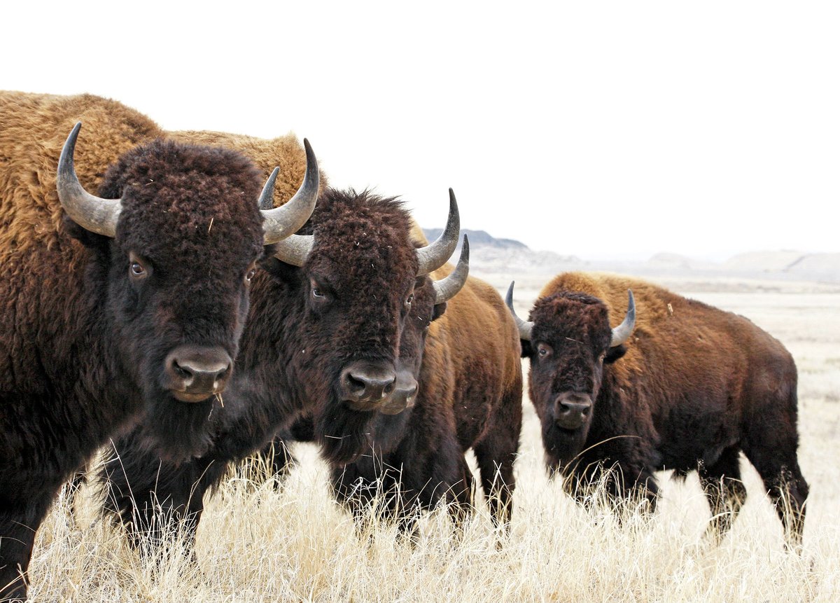 Interior's tweet photo. #OTD in 1849, the U.S. Department of the Interior was created. Our diverse mission earned us the nickname “The Department of Everything Else.” With the bison as our symbol, the Interior family is proud to serve the American people https://t.co/AFi9EmiQgJ
