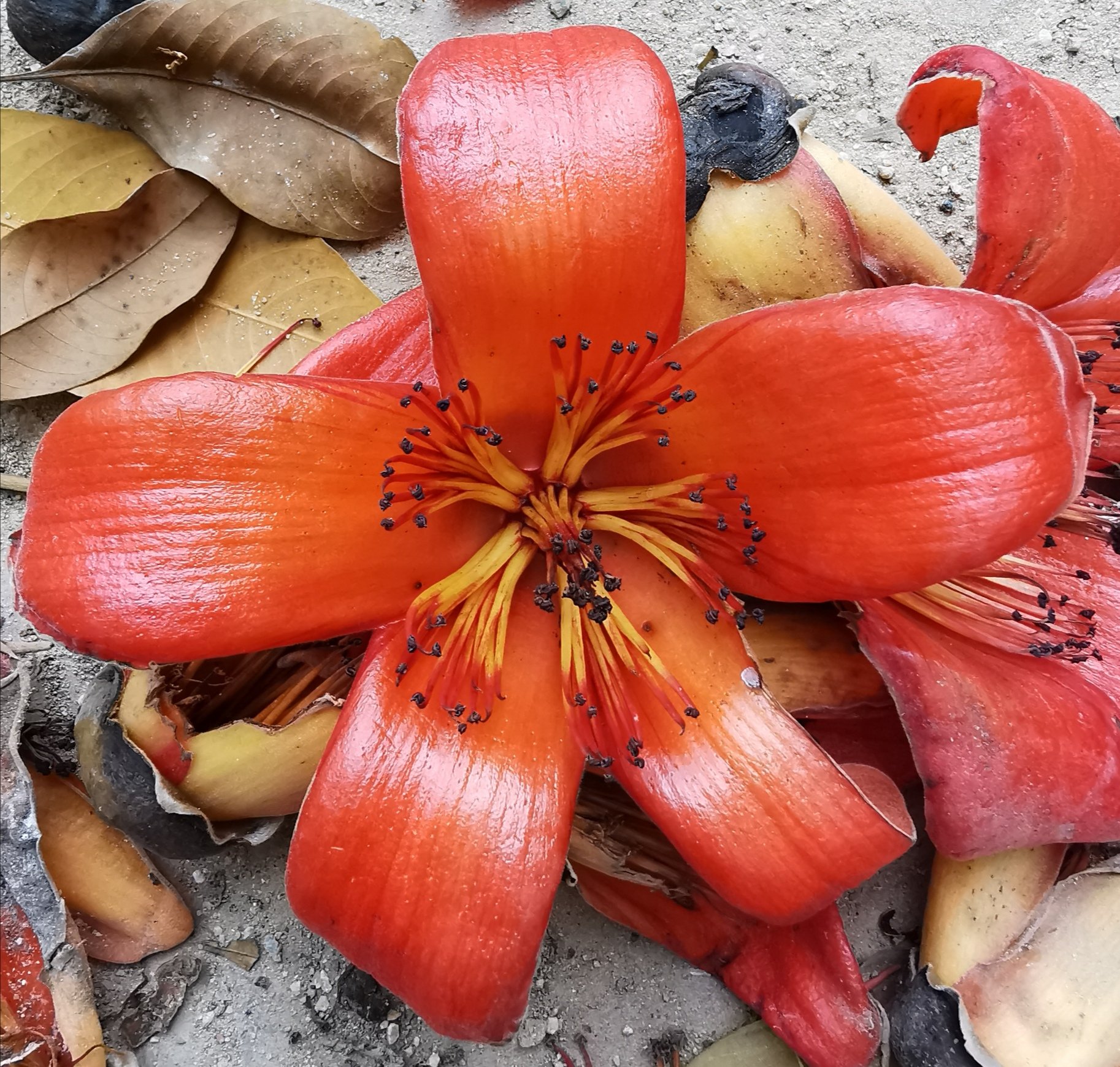 DelhiTrees on Twitter "The pentamerous flowers of RedSilk Cotton tree