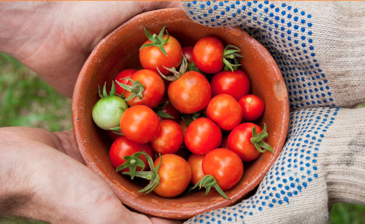 ROMI, Robotic for Micro-farms tweet media