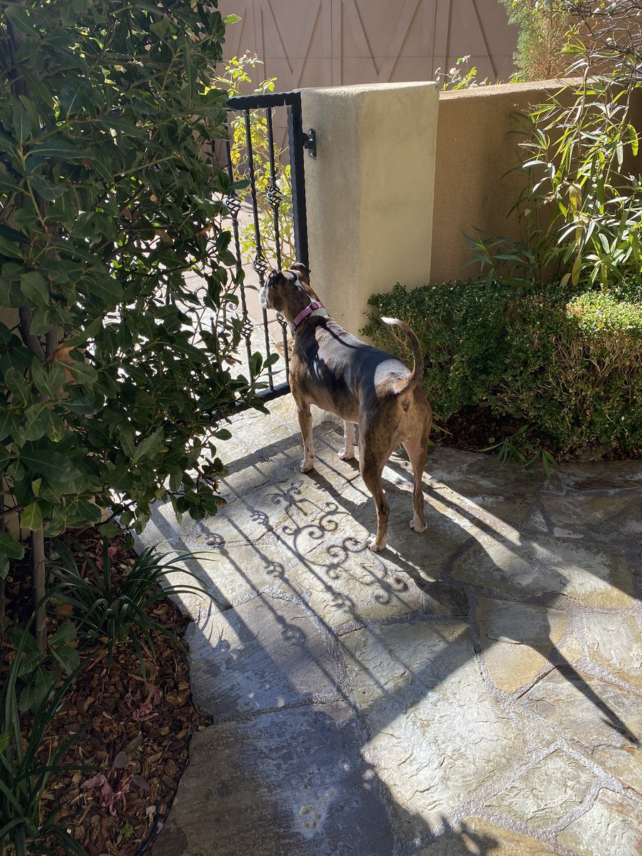 rachelaziani's tweet photo. It’s so cute how she patrols and protects the house! 🐕 #LetMeInNow 🐶#GoodMorningTwitterWorld ☀️ https://t.co/aEilas49E0
