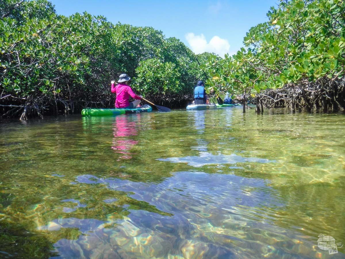 wander_filled's tweet photo. This was our second trip to Biscayne NP but our first time exploring on paddleboard. Wow, what a great way to see the park! Tons of sealife, even a few nurse sharks!
#FindYourPark #BiscayneNationalParkInstitute #BiscayneAdventures #KeepBiscayneBeautiful #LoveFL #Sponsored https://t.co/OL1BvfxUwy