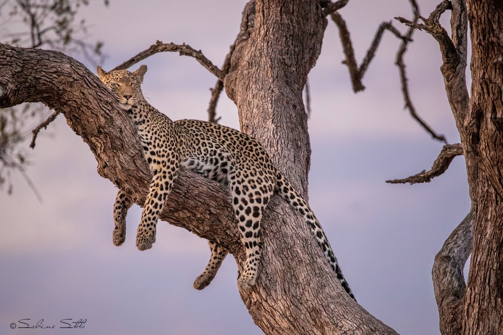 OnShowSolutions's tweet image. Pangolin Photo Safaris offers a safari experience &amp;amp; a professional photographer to help them get the best photos. Meet the team at #AfricaShowcase Nordics from 9 – 13 March 2020 to learn more. buff.ly/2RWhLAV

Photos © @PangolinPhoto and their hosts
@atta_tourism