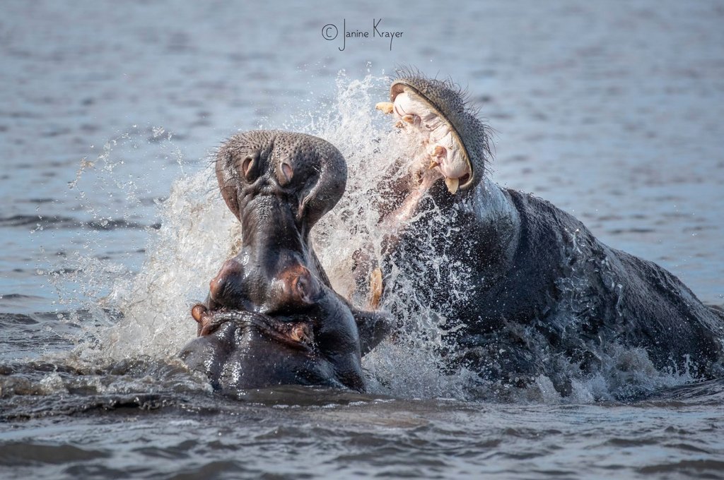 OnShowSolutions's tweet image. Pangolin Photo Safaris offers a safari experience &amp;amp; a professional photographer to help them get the best photos. Meet the team at #AfricaShowcase Nordics from 9 – 13 March 2020 to learn more. buff.ly/2RWhLAV

Photos © @PangolinPhoto and their hosts
@atta_tourism