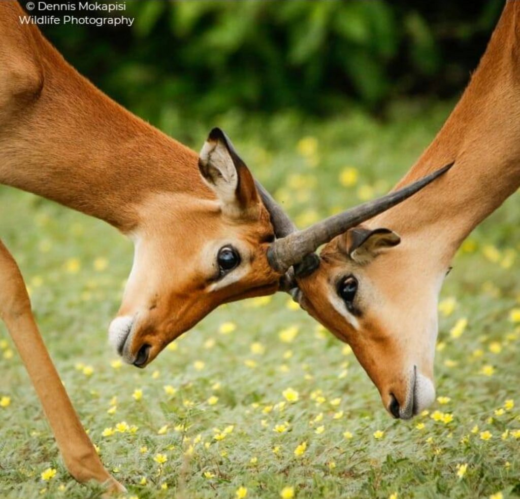 OnShowSolutions's tweet image. Pangolin Photo Safaris offers a safari experience &amp;amp; a professional photographer to help them get the best photos. Meet the team at #AfricaShowcase Nordics from 9 – 13 March 2020 to learn more. buff.ly/2RWhLAV

Photos © @PangolinPhoto and their hosts
@atta_tourism