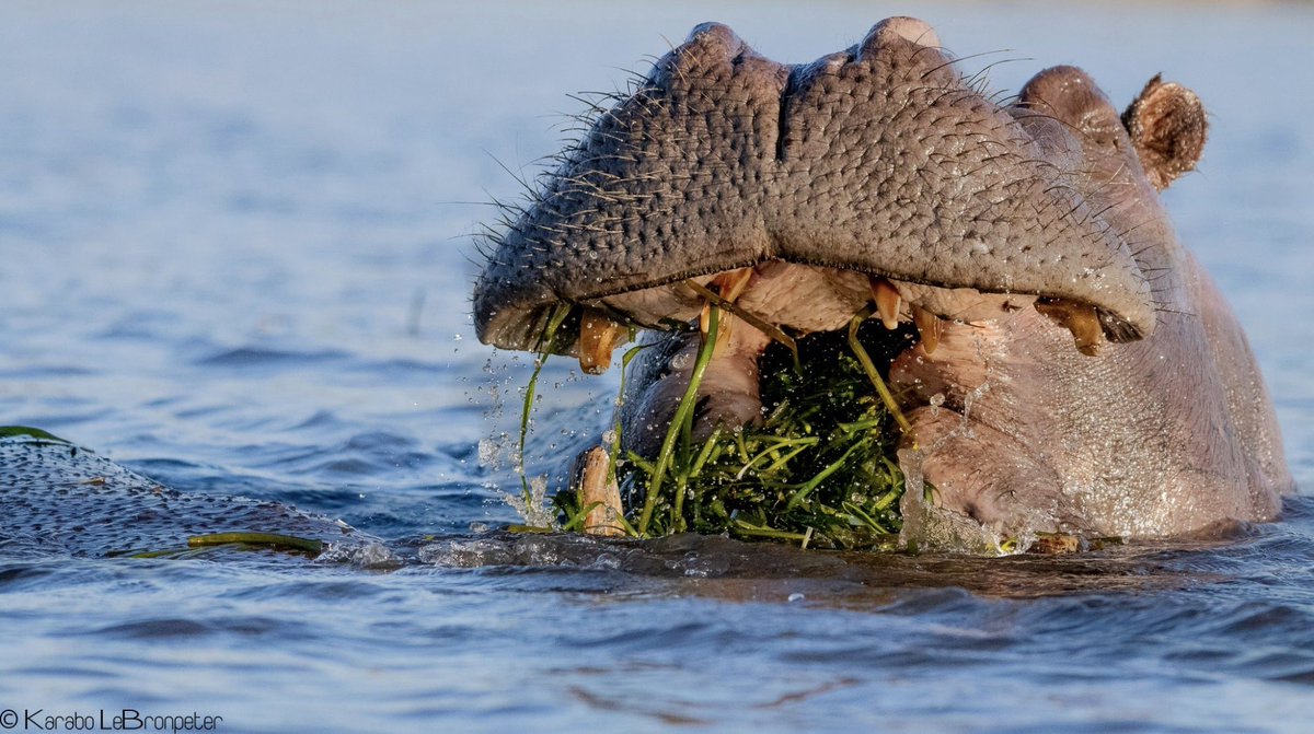 OnShowSolutions's tweet image. Pangolin Photo Safaris offers a safari experience &amp;amp; a professional photographer to help them get the best photos. Meet the team at #AfricaShowcase Nordics from 9 – 13 March 2020 to learn more. buff.ly/2RWhLAV

Photos © @PangolinPhoto and their hosts
@atta_tourism