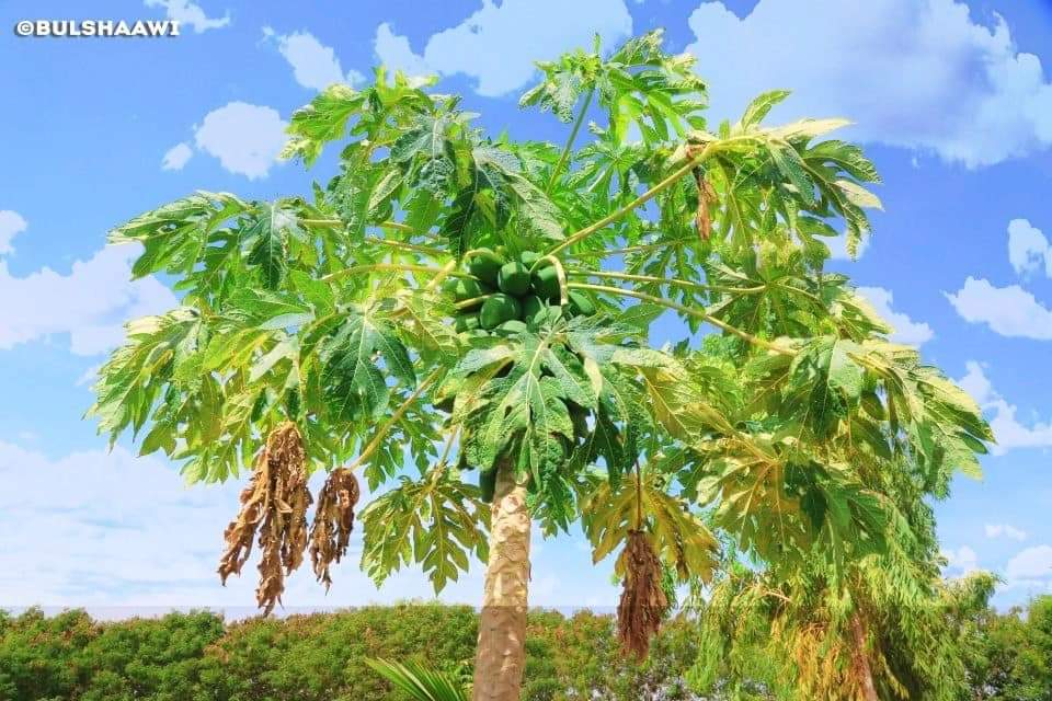 Dalmar_DiriE's tweet photo. Beeraha Waaweyn Ee magaalo Madaxda Maamulka Puntland Gorowe Sida kaaga muqata sawiranta waxa ka Baxayo Dalagyada ugu mihiimsan ee Khudareed Ee Mooska #Baahinta #Bilicda #Dalka @HarareMohamed @sheegow99 @SaidAbdullahiDe
@MohamedSelh https://t.co/s3ihjer3zw