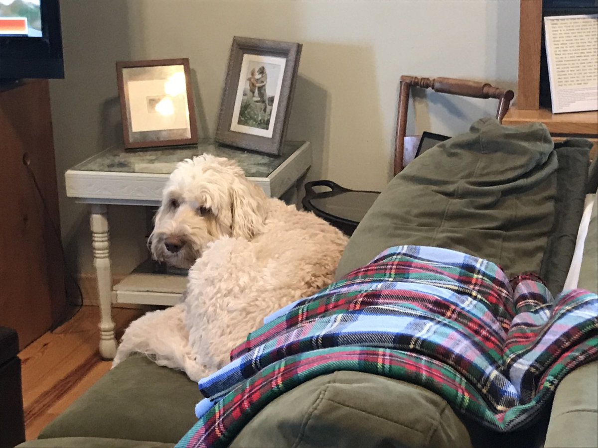 Seamus & Fiona MacDoodle on Twitter "When Mum writes, the couches are
