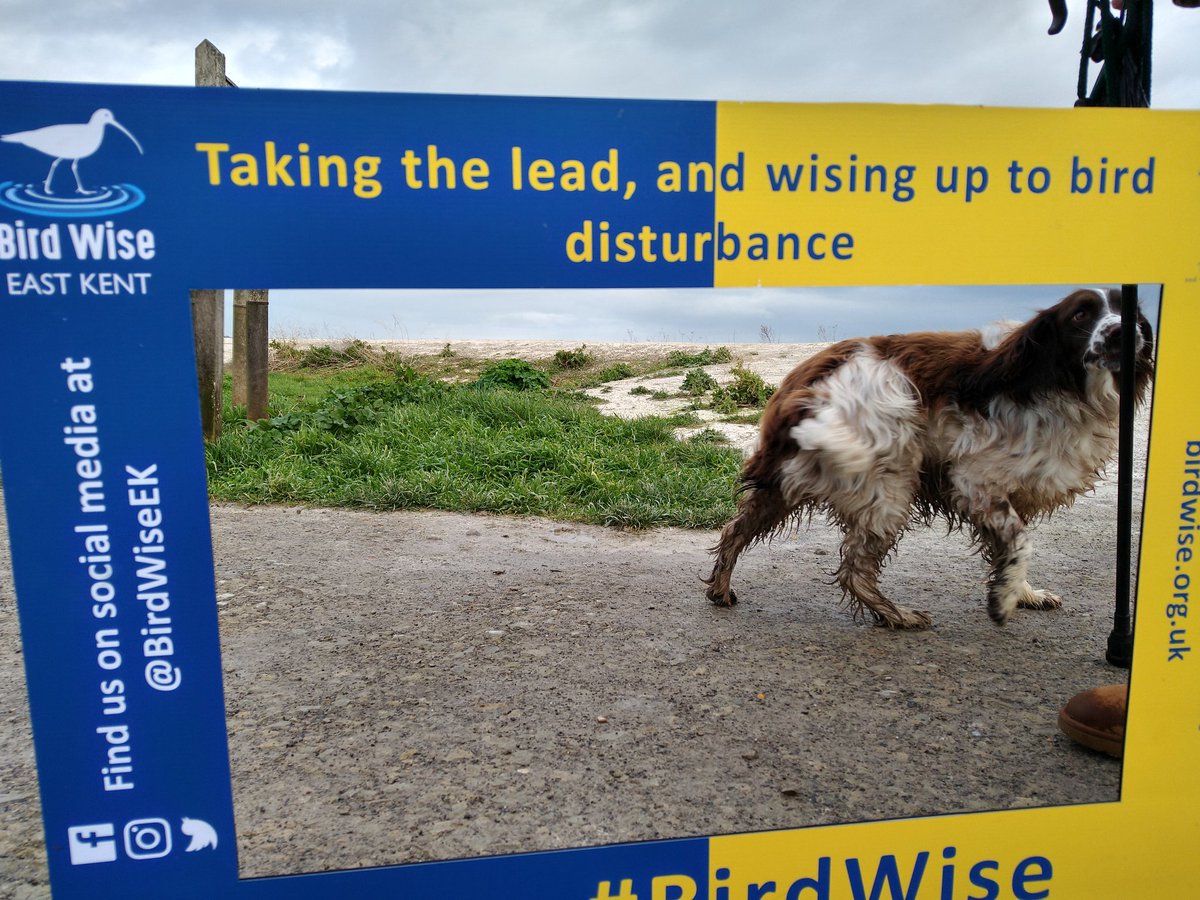 BirdWiseEK's tweet photo. Meet two #BirdWise @SavvySeaDogs Rhonda &amp; Betsy. https://t.co/YY5QrnC4u0