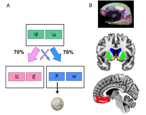 The neurochemical substrates of habitual and goal-directed control. Our collaborative neuroimaging study now published with @valvoon @JJoutsa and others. @UniTurku @TurkuPETCentre @TyksVsshp nature.com/articles/s4139…