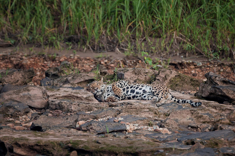 Un millón de especies de animales y plantas del mundo está en peligro de desaparecer. Tres cuartas partes del medio ambiente terrestre están deterioradas. El 66 % de los océanos ha sido alterado por actividades humanas.
► es.mongabay.com/2020/03/dia-mu…