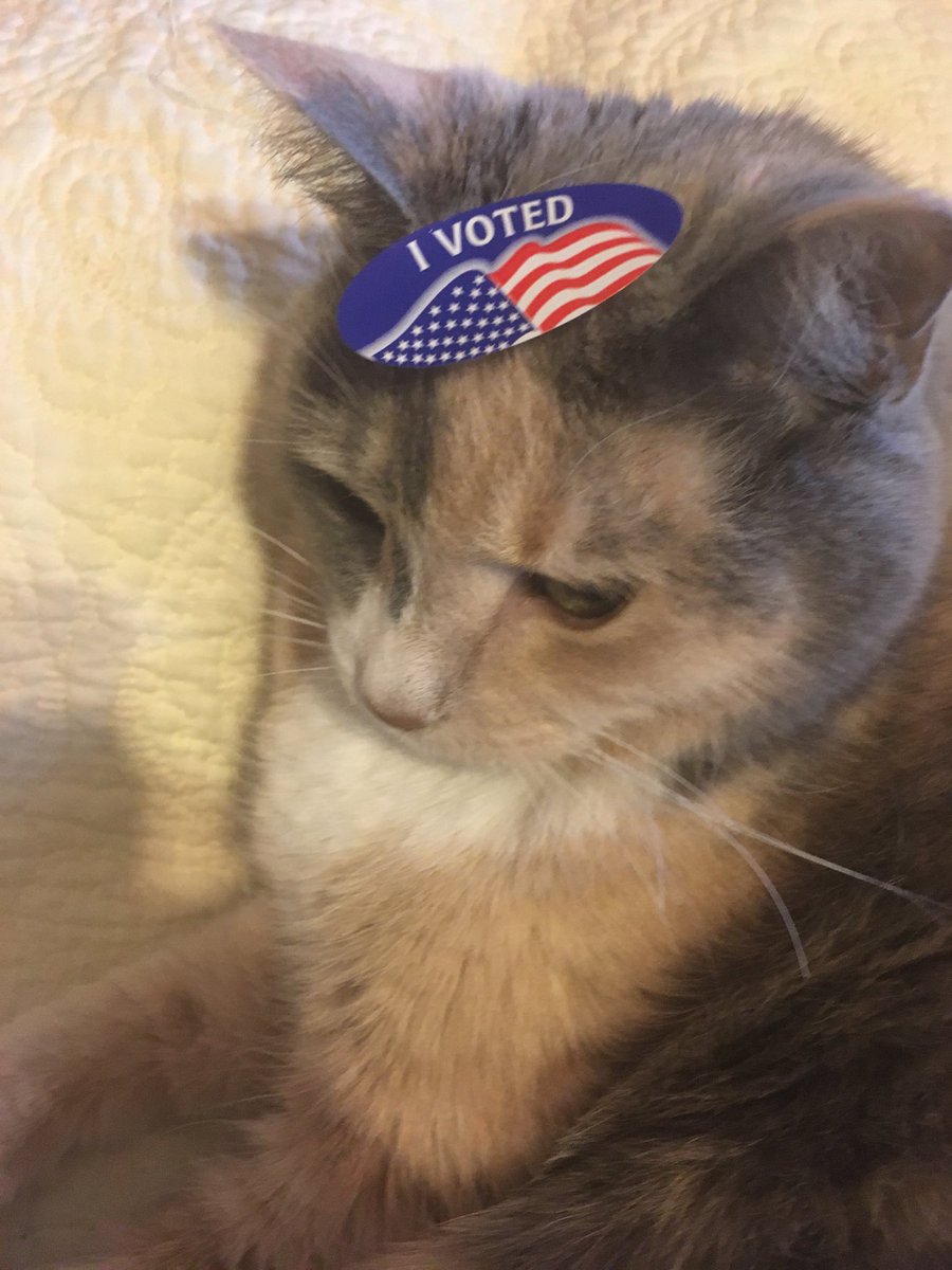 oliviathecat100's tweet photo. Just got back from the polls #felinethebern #bernie #catsforbernie #vote https://t.co/JAgdlqTaNL