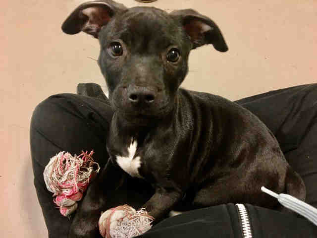 PetfindToronto tweet picture