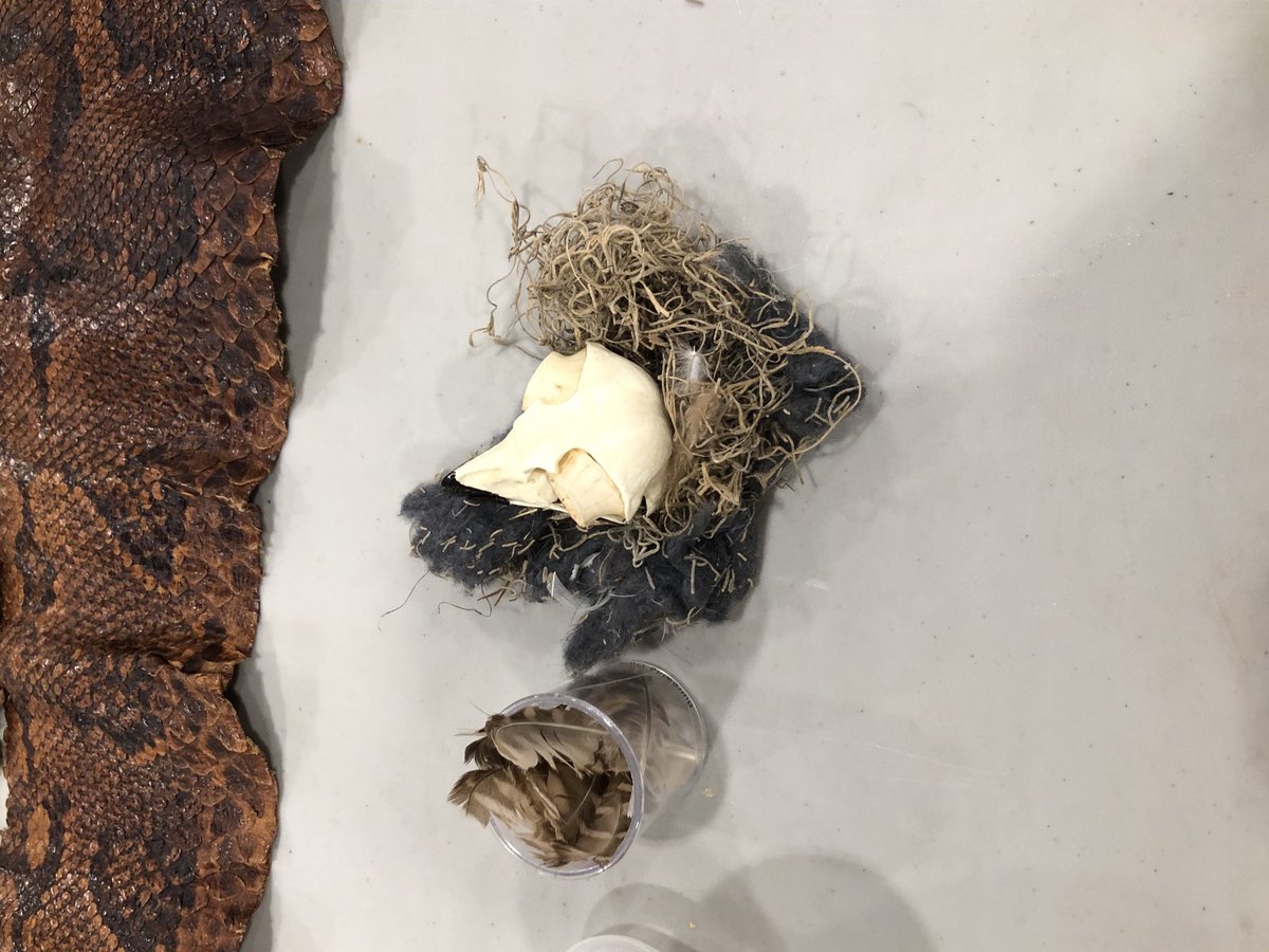 RadburnSchool's tweet photo. Turtle Back Zoo visits Radburn! It was a great hands on experience with turtles, snakes AND a Penguin! #RadburnEagles #FairLawnSchools https://t.co/qsHUX7CAcX