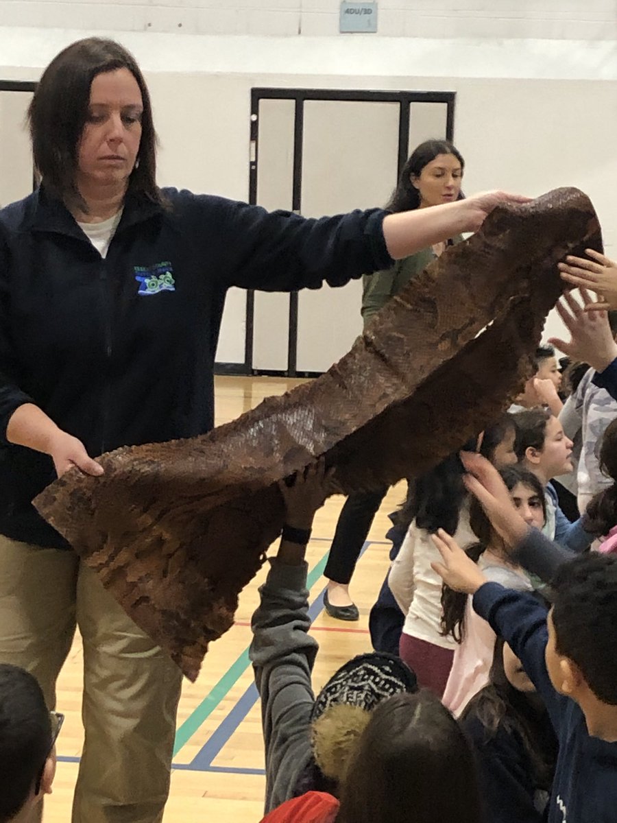 RadburnSchool's tweet photo. Turtle Back Zoo visits Radburn! It was a great hands on experience with turtles, snakes AND a Penguin! #RadburnEagles #FairLawnSchools https://t.co/qsHUX7CAcX