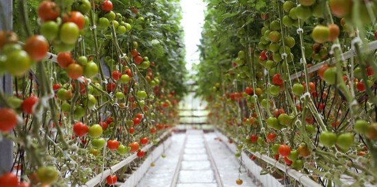 Amphasys's tweet photo. Did you know that #pollenviability needed to reach an optimum seed set varies for individual #tomato lines? #Pollenqualitymonitoring helps determine the best time to collect high-quality pollen and increase tomato seed yield. https://t.co/fEKFmszRkq #seedproduction #Solanacea https://t.co/mlCUXpd8eb