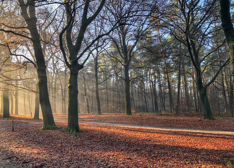 rinie57's tweet photo. #plankenwambuis #ede Heerlijk dat het zonnetje er weer was vandaag! #genieten @OnzeVeluwe @weeronline @Talpaweer @BuitenGewoonGLD @BuienRadarNL @WNLVandaag @WilliamHuizinga @weermanreinier @mrmiddendorp @nicolienkroon @marjondehond @Bossen_Van_Ede https://t.co/tC6qxw1shE