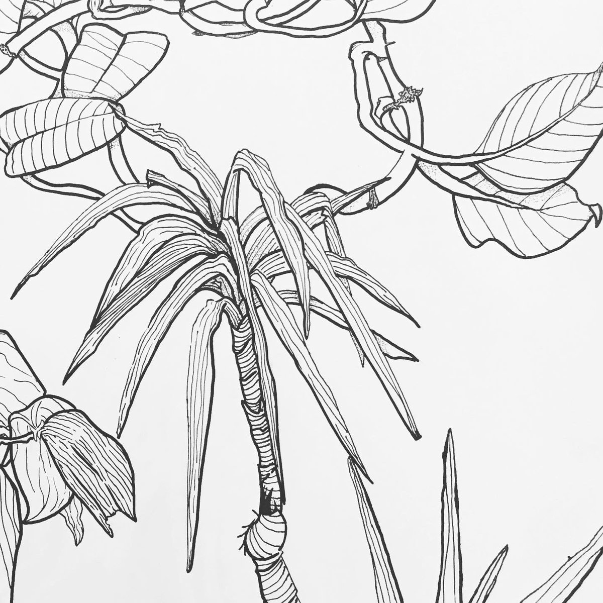 ScottoArt's tweet photo. Beautiful line quality in these drawings by Kiera, Art 1 #drawingisseeing @gobluechs https://t.co/Xt8KIrYVFS