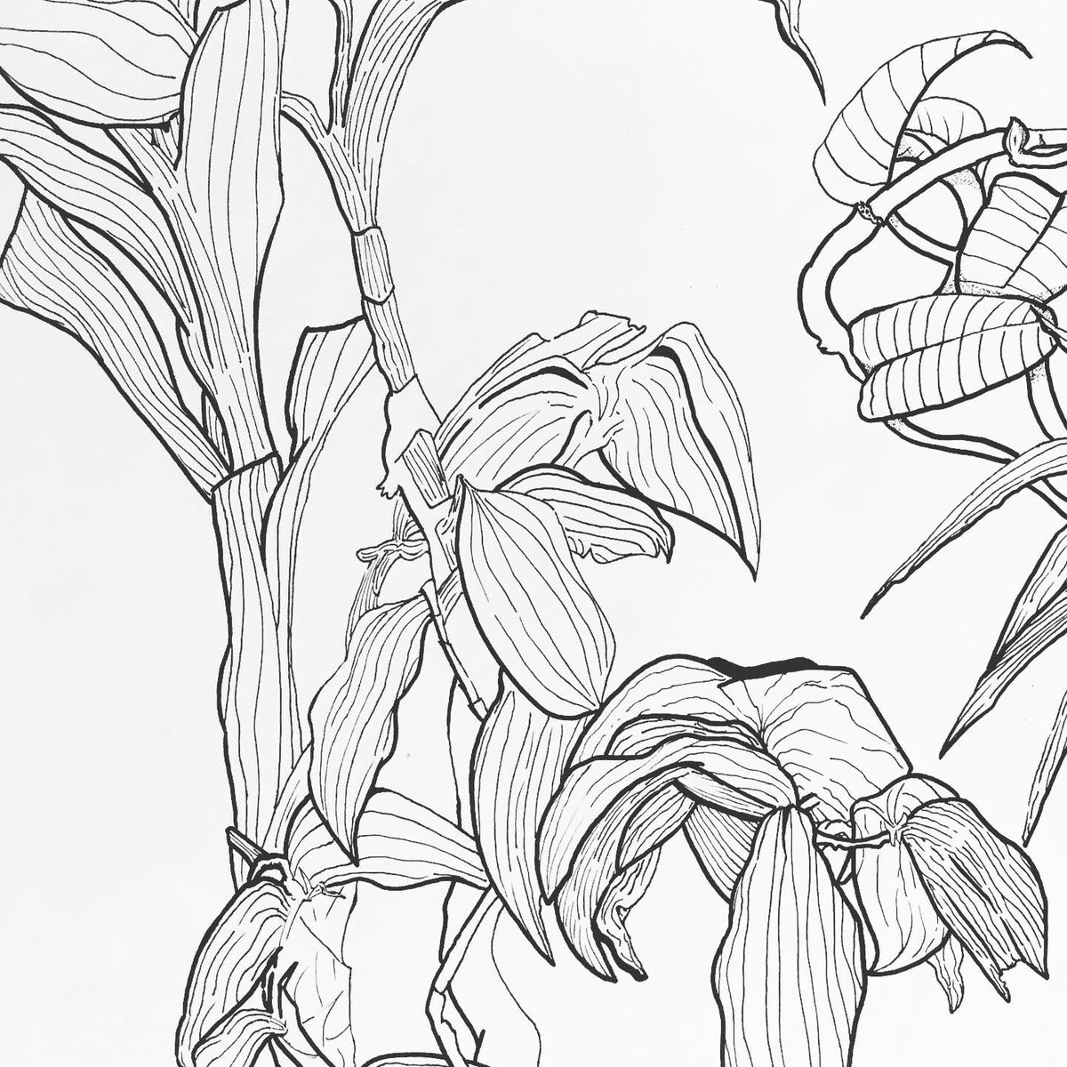 ScottoArt's tweet photo. Beautiful line quality in these drawings by Kiera, Art 1 #drawingisseeing @gobluechs https://t.co/Xt8KIrYVFS