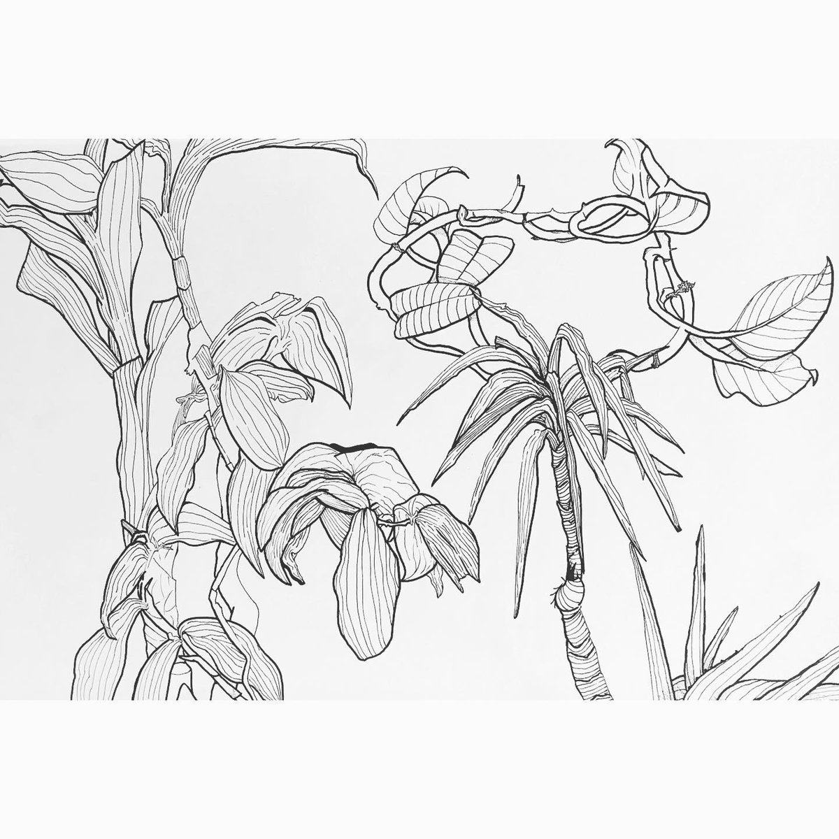 ScottoArt's tweet photo. Beautiful line quality in these drawings by Kiera, Art 1 #drawingisseeing @gobluechs https://t.co/Xt8KIrYVFS