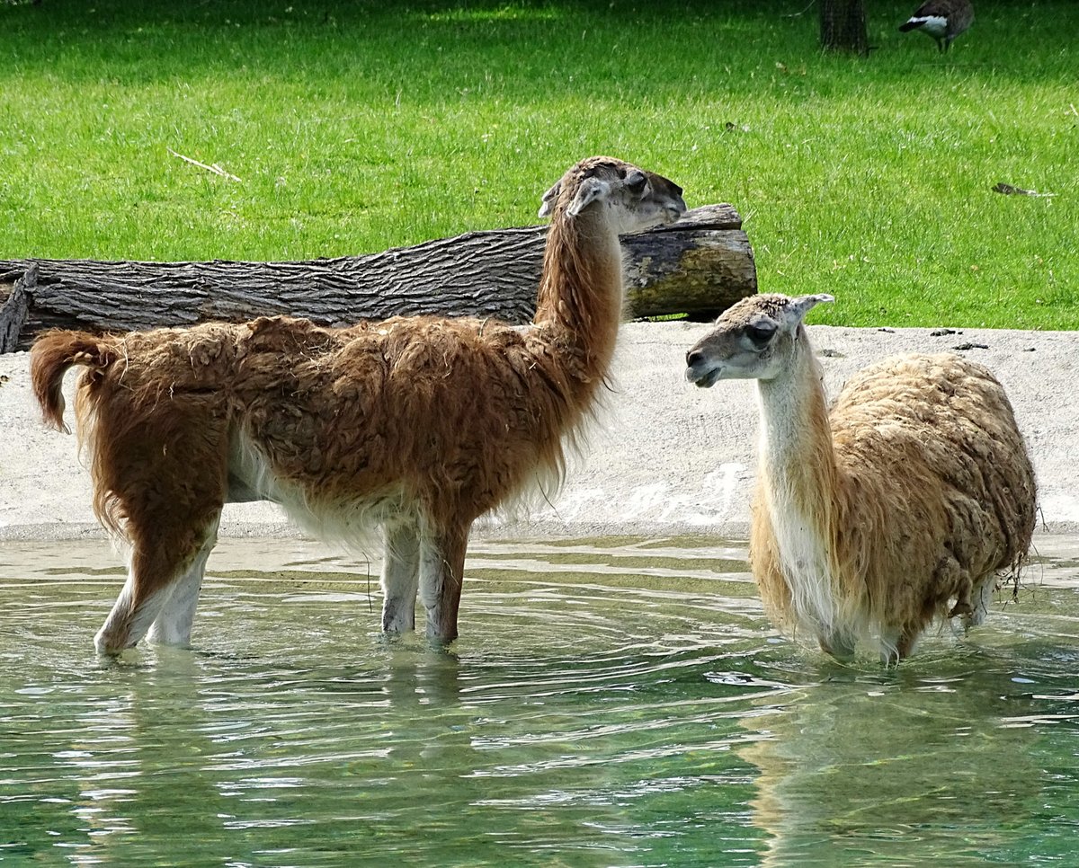 Detroit Zoo on Twitter: Detroit Zoo on Twitter: