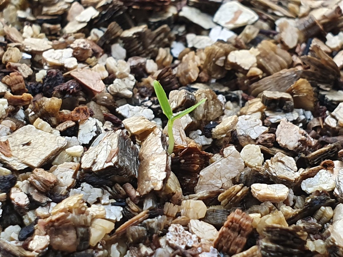 DorotaJarret's tweet photo. Well hello...! Something #new and #exciting have sprouted @JamesHuttonInst. I am looking forward to nurturing this #crop all the way to #commercial farms with @JamesHuttonLtd #leadingideas #breedinginnovation #berrybreeding https://t.co/J93sjoLzgF