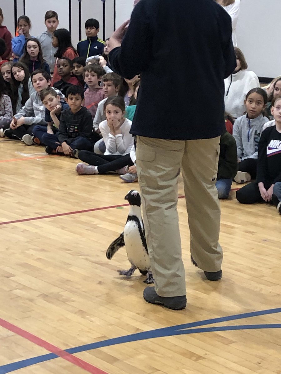 RadburnSchool's tweet photo. Meet Aurora! African penguin visiting Radburn from Turtle Back Zoo. Thank you PTA! #RadburnEagles #FairLawnSchools https://t.co/bQWFIiEUBG