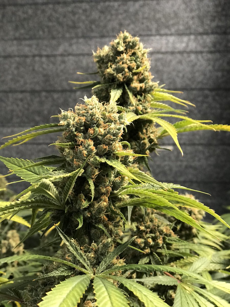 Das Angebot an #CBDBlüten am Markt ist nicht immer ganz natürlich gewachsen oder unbehandelt. 🧐 Wie das mit den Grenzwerten in den Blüten 🌿 wirklich funktioniert und worauf ihr beim Kauf von Blüten achten solltet, lest ihr hier: bit.ly/2UNghwe