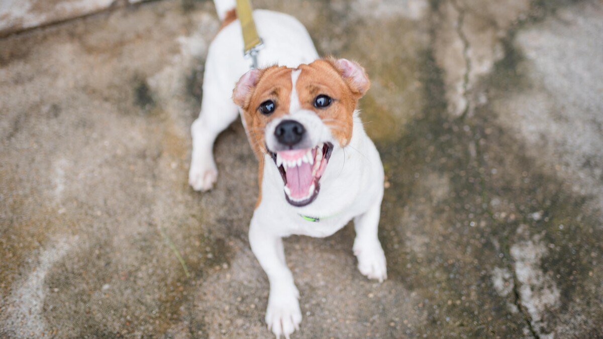 genmurchison's tweet photo. De nouvelles règles pour les propriétaires de chien dangereux en vigueur mardi

https://t.co/CoTcxtJW9y https://t.co/8RoVujFU0t