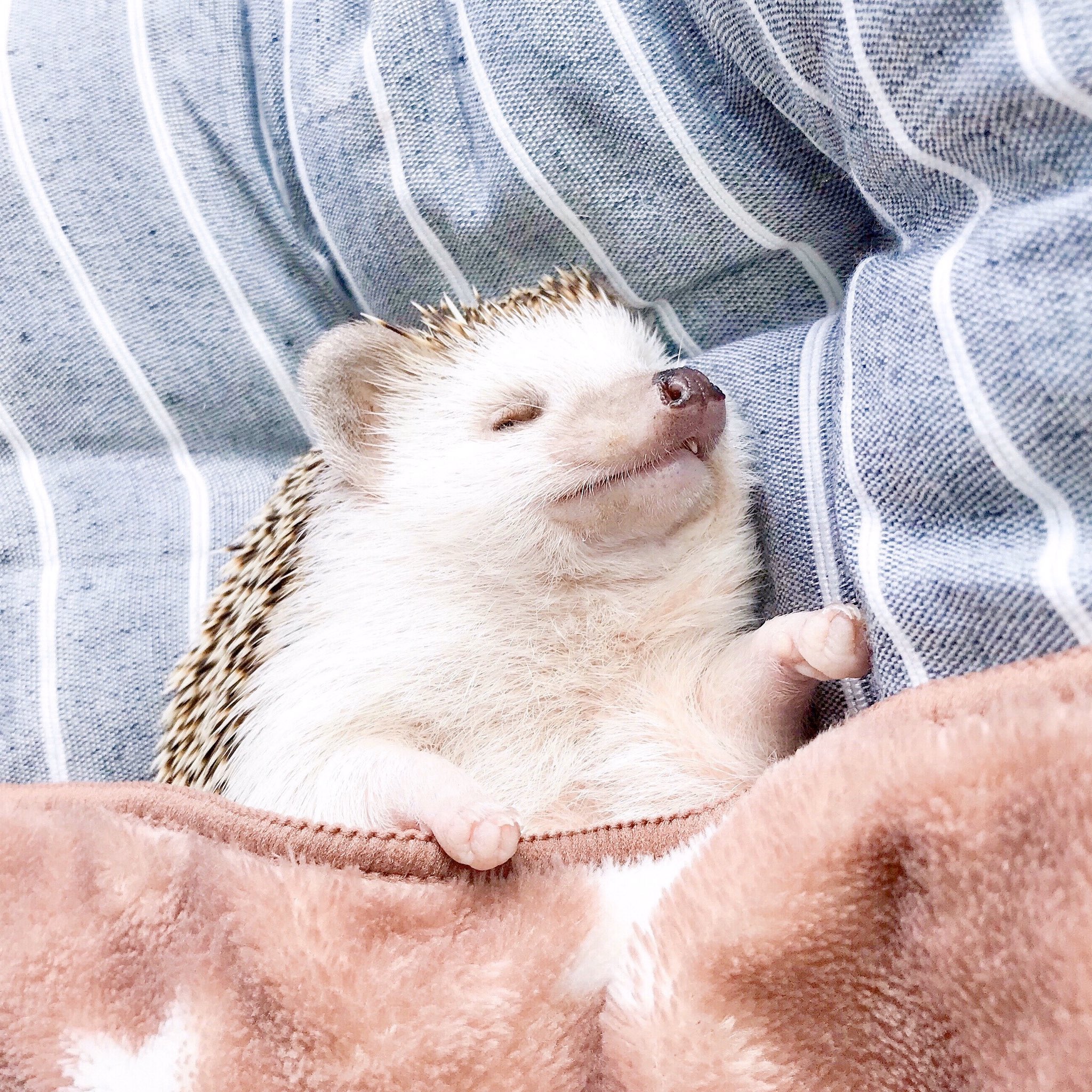 うにとろ マツコの知らない世界 ハリネズミの世界 あずき君もなかちゃんパパの角田さんの癖のある返しが面白すぎた ハリちゃんを飼う難しさも少しでも紹介されて良かった とろちゃん お家紹介上手に出来てて偉かったね うにさん うにとろ マツコの知らない世界 ハリネズミの世界 あずき君もなかちゃんパパの角田さんの癖のある返しが面白すぎた ハリちゃんを飼う難しさも少しでも紹介されて良かった とろちゃん お家紹介上手に出来てて偉かったね うにさん